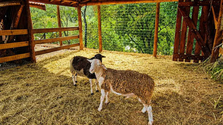 Carneiros fazem parte da experiência rural oferecida pela nova atração do hotel — Foto: Divulgação