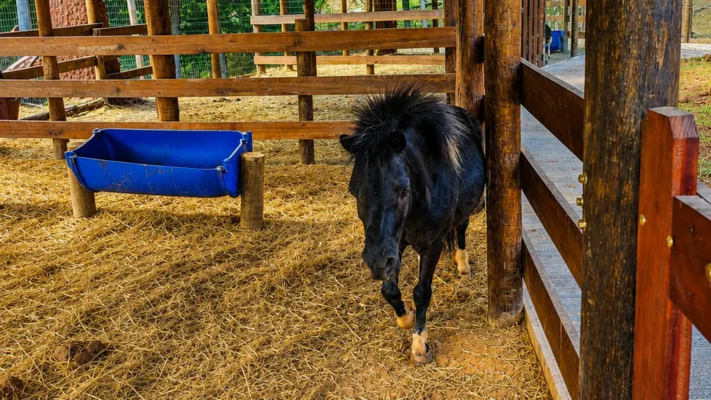 Pônei integra a nova fazendinha da Fazenda Sant’Anna, criada especialmente para a interação das crianças com os animais — Foto: Divulgação