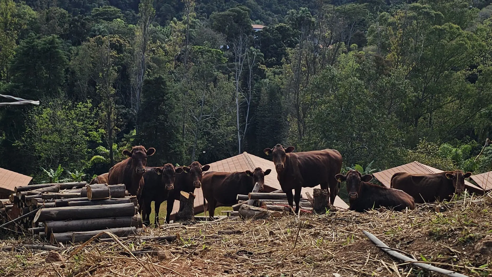 Animais vivem em meio à área verde da propriedade, localizada na Serra da Mantiqueira, em Amparo (SP) — Foto: Divulgação