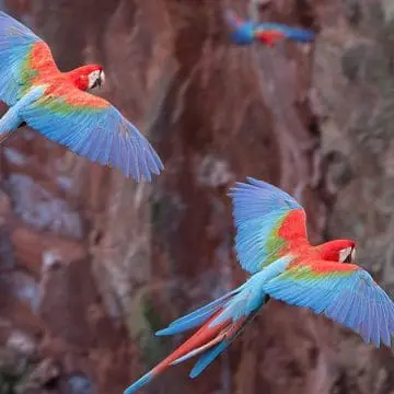 Araras em seu santuário natural em Mato Grosso do Sul (Crédito: @visitmsoficial)