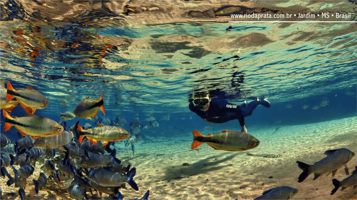 Flutuação nas águas cristalinas do Recanto Ecológico Rio da Prata aproxima visitantes de cardumes de diferentes espécies. (Crédito: Divulgação)