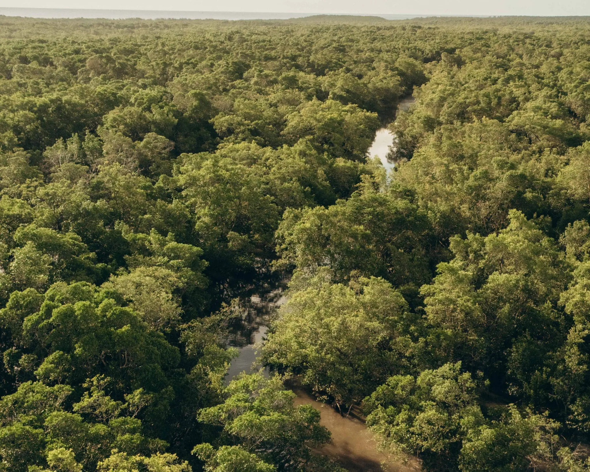 Passeio de barco pelo Delta do Parnaíba, a partir de Tutóia, percorre igarapés em meio à vegetação densa e preservada - Crédito: Samuel Teixs