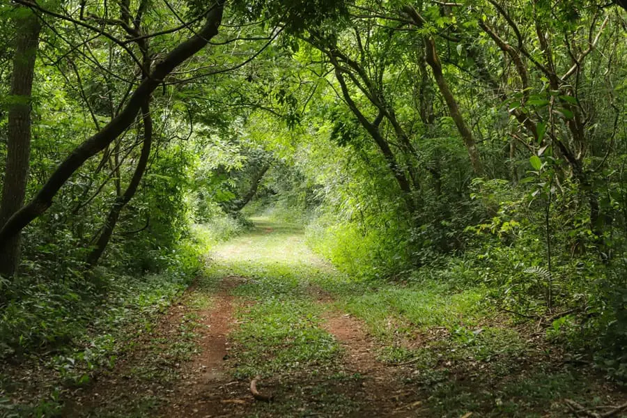 Caminho do Peabiru