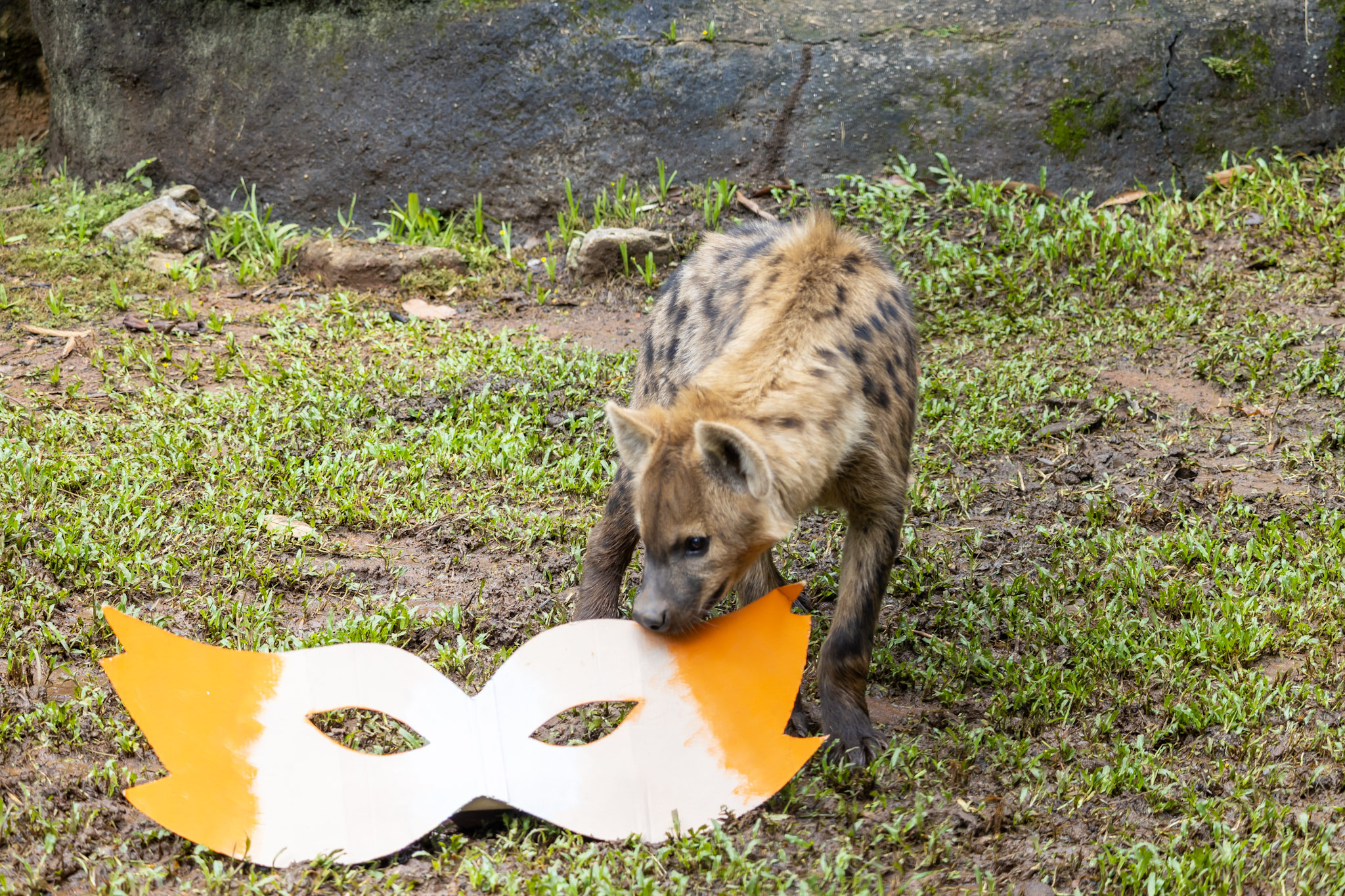 Iniciativa reforça o compromisso com o bem-estar animal no Carnaval. Crédito: divulgação Zoo de São Paulo