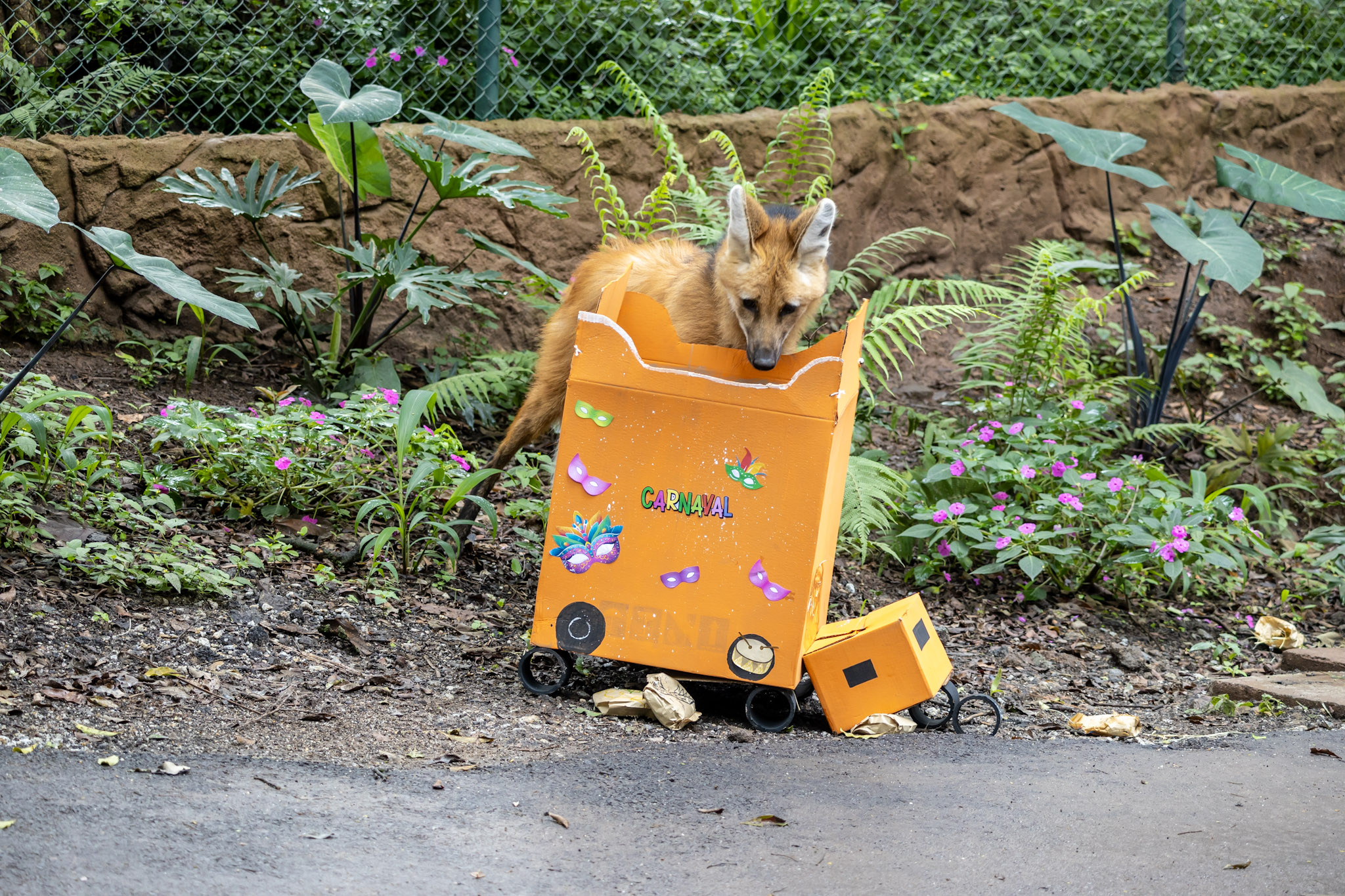 Ação especial valoriza práticas de cuidado e estímulo aos animais durante o feriado. Crédito: divulgação Zoo de São Paulo