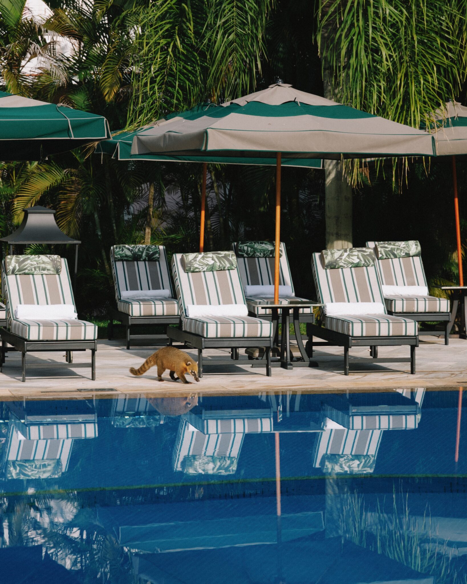 Piscina do Hotel das Cataratas oferece ambiente de relaxamento em meio à vegetação da Mata Atlântica - Crédito: divulgação