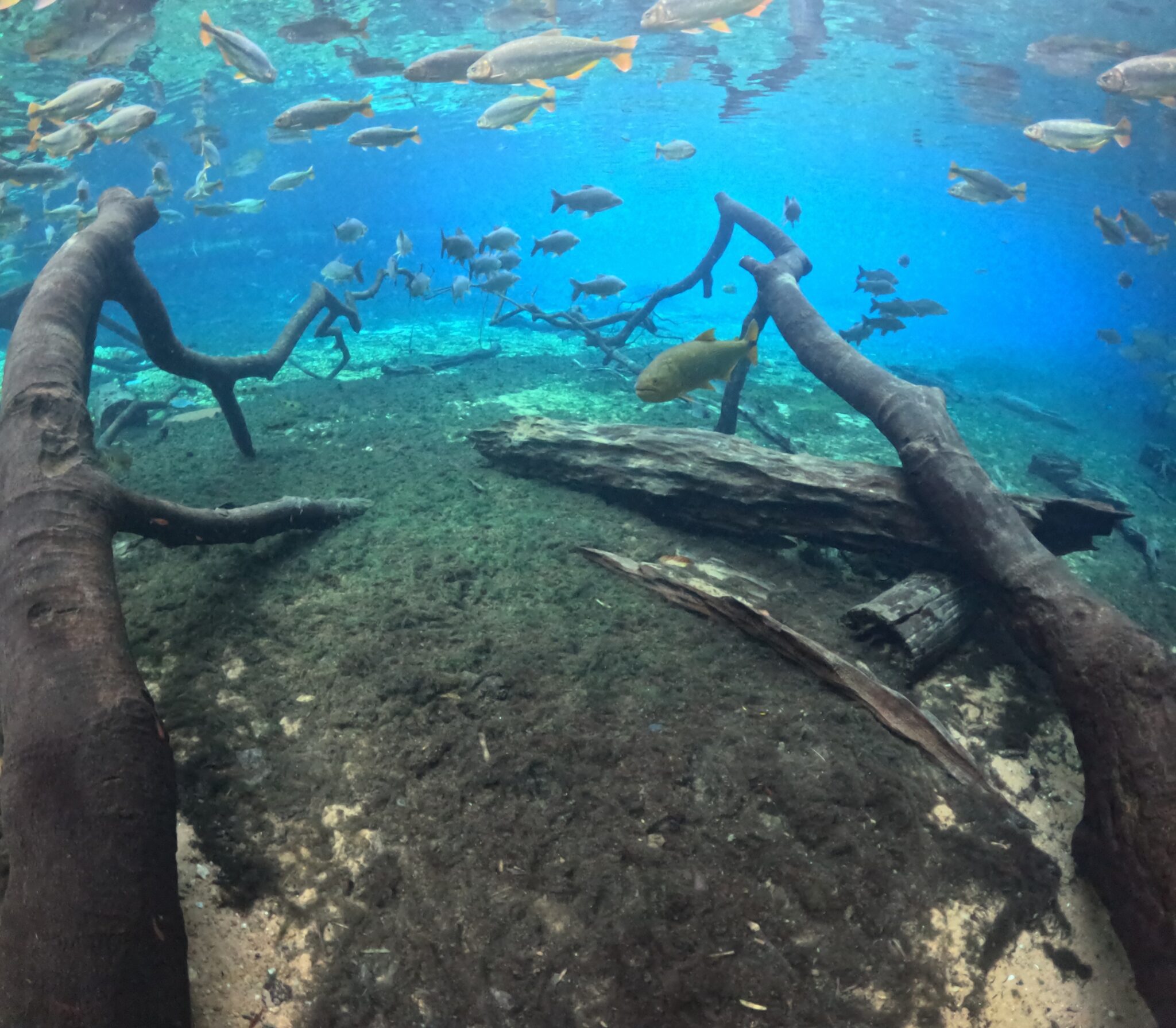 Cardumes convivem em equilíbrio nas águas cristalinas do Rio da Prata, um dos principais atrativos de Bonito. Foto: Reinaldo Canto