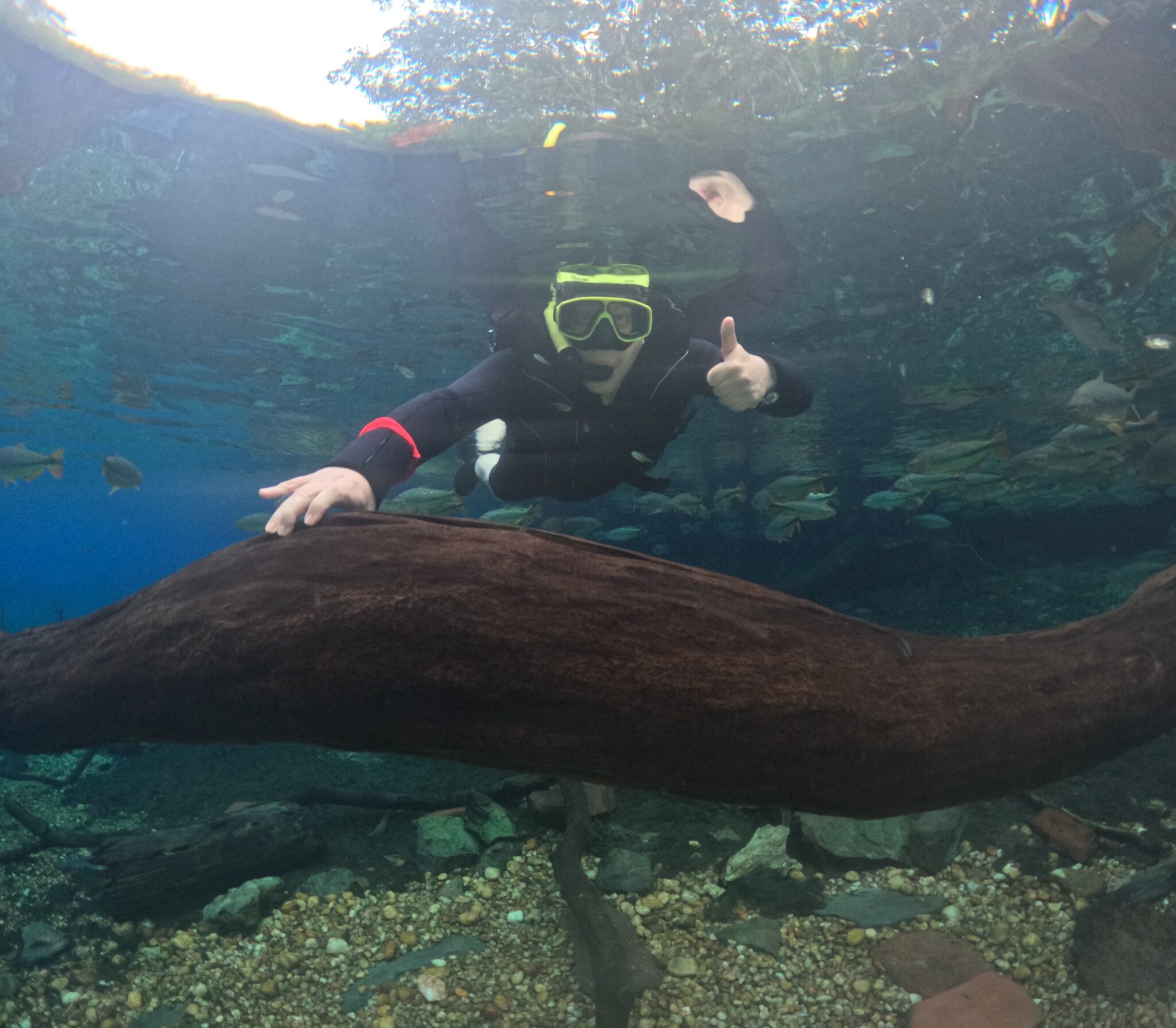 Durante a flutuação, visitantes acompanham de perto a vida aquática em águas de visibilidade impressionante. Foto: Reinaldo Canto