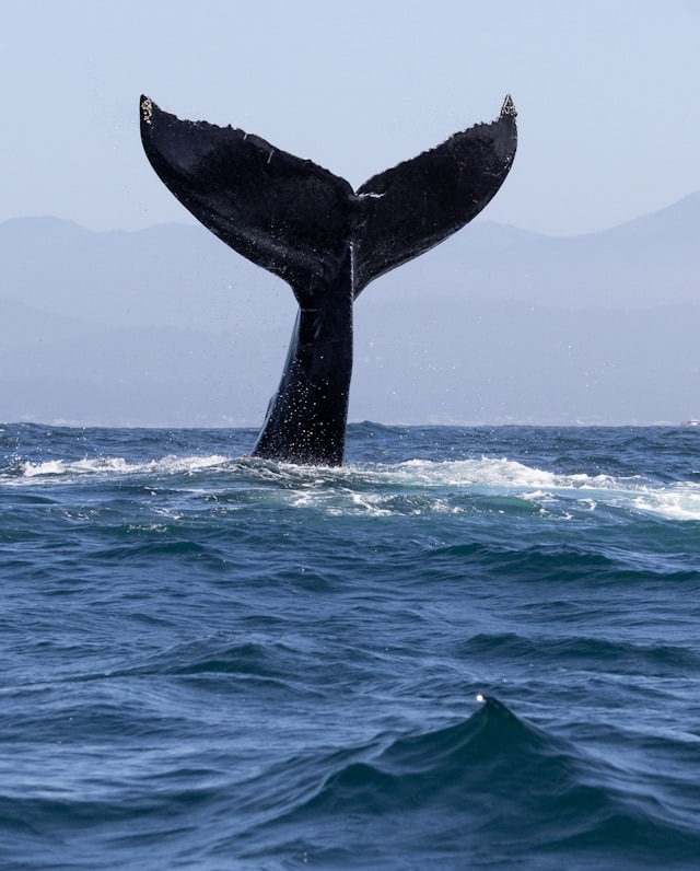 A temporada das baleias-jubarte transforma o arquipélago de Cairu em um dos principais destinos brasileiros para a observação desses gigantes do oceano. Crédito: Zac Bowling/Unsplash