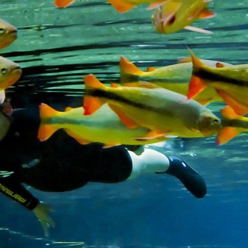 Peixes nas águas cristalinas do Rio da Prata, em Bonito (MS) (Crédito: @visitmsoficial)