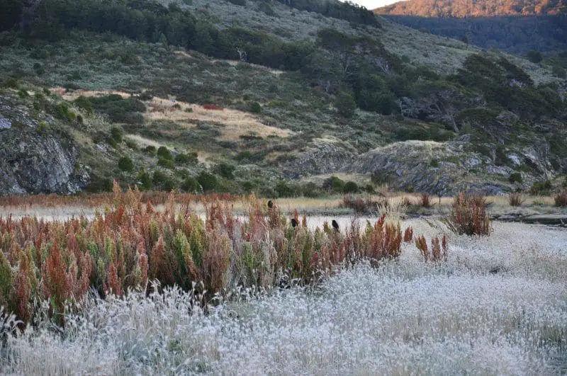 Espécies de Nirre (Nothofagus antarctica), de lenga (Nothofagus pumilio) de Calafate (Berberis microphilla) ou o pão de índio (Dihueñe del Corhue comestible) são os mais comuns por aqui.