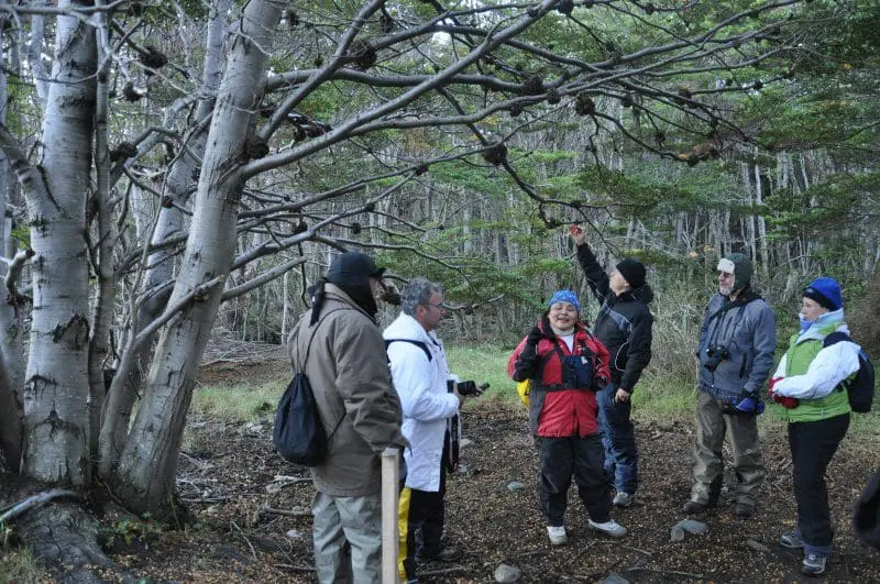 Na caminhada, a guia Mônica Rivera nos dá uma aula de botânica e explica os tipos de flora desta floresta subantártica