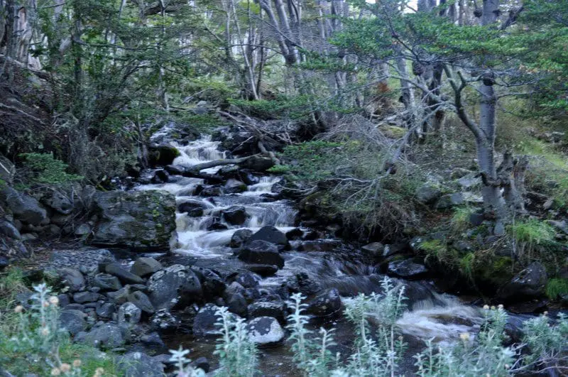 Espécies de Nirre (Nothofagus antarctica), de lenga (Nothofagus pumilio) de Calafate (Berberis microphilla) ou o pão de índio (Dihueñe del Corhue comestible) são os mais comuns por aqui.
