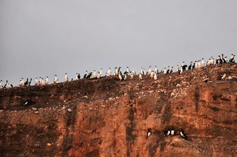 Pinguins de Magalhães são avistados no alto da ilha (Foto: Wanderley Mattos Jr)