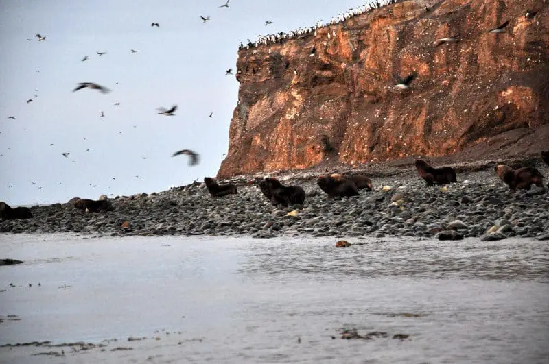 Na ilha Marta avistamos lobos marinhos do sul (Arctocephalus australis). Uma dezena deles começou a se agitar com a presença dos botes zodiacs (Foto: Wanderley Mattos Jr)