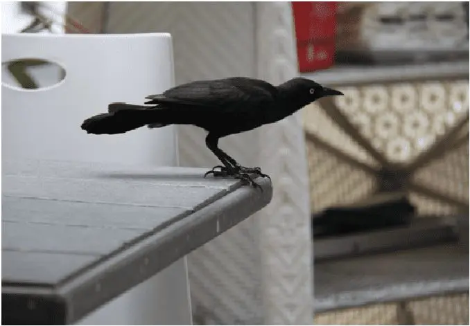 Pássaro preto em todos os lugares da ilha