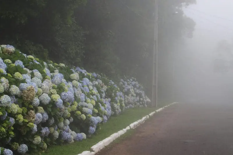 Hortênsias e neblina - símbolos de Gramado (Foto: DT)