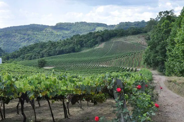 Prá que servem as roseiras? Elas servem para sinalizar a ocorrência de quaisquer pragas ou doenças que possam atingir a plantação de uvas