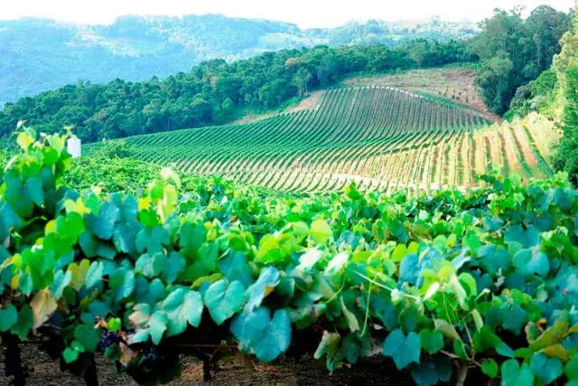 Fileiras e mais fileiras de pés de uva se espalham pelo horizonte como se fosse um exército de prontidão