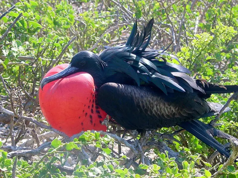 Uma viagem pelo arquipélago de Galápagos é perfeita para a reintegração do homem com a natureza