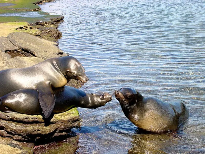 Nenhum dos animais ou aves dali se sente ameaçado por nada ou ninguém – outra magia do arquipélago – harmoniosa convivência