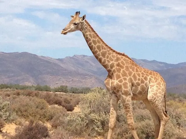 Fazer um safari no Inverdoorn Game Reserve foi incrível para quem mora numa cidade de Pedra como São Paulo