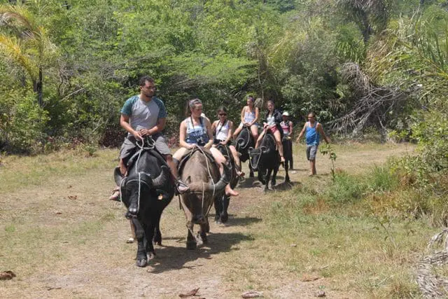 Nesse lugar, os búfalos são apenas o começo do passeio que leva a lindas paisagens
