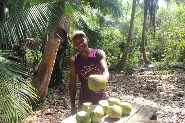 Quando a caminhada pela floresta marajoara começa a dar sede, surge um amigo com água de coco