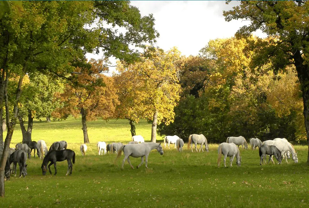 Raça de cavalos lipicanec, típica da Eslovênia (Foto: Gorupka)