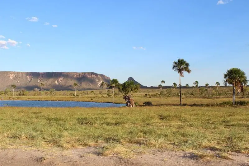 Grande Cerrado, pequenas veredas que lembram oásis