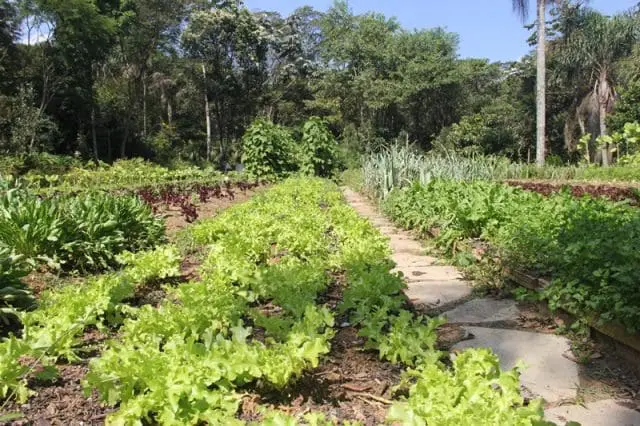Ao lado do viveiro de mudas ergue-se uma horta bem cuidada com 13 canteiros que são adubados com composto orgânico
