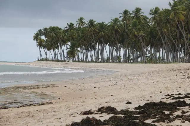 A praia dos Carneiros em sua quieta face e sem sol (Crédito: Paulo Atzingen)