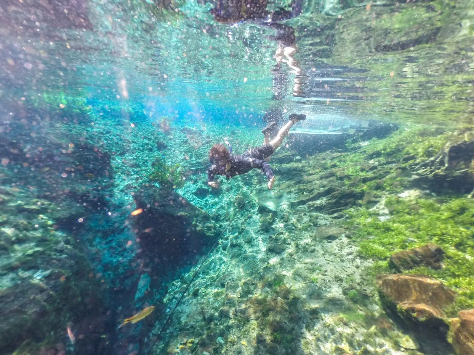 Bonito
