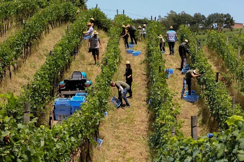 Meu Vinho Natureba 3 - Participantes colhem as uvas - Foto Lúcia Fávero Moraes