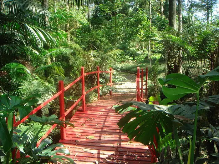 Ao fazer o banho de floresta no Fiori de Luce, além do bem-estar físico e psicológico, os visitantes vêm lindas paisagens como esta com a ponte.