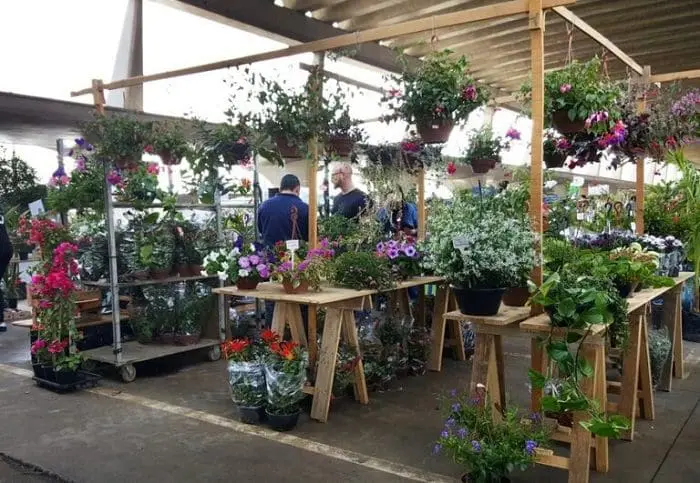 Feira das Flores Ceagesp.