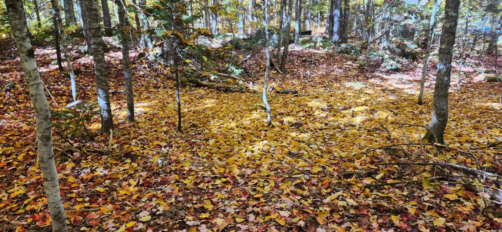 New Hampshire