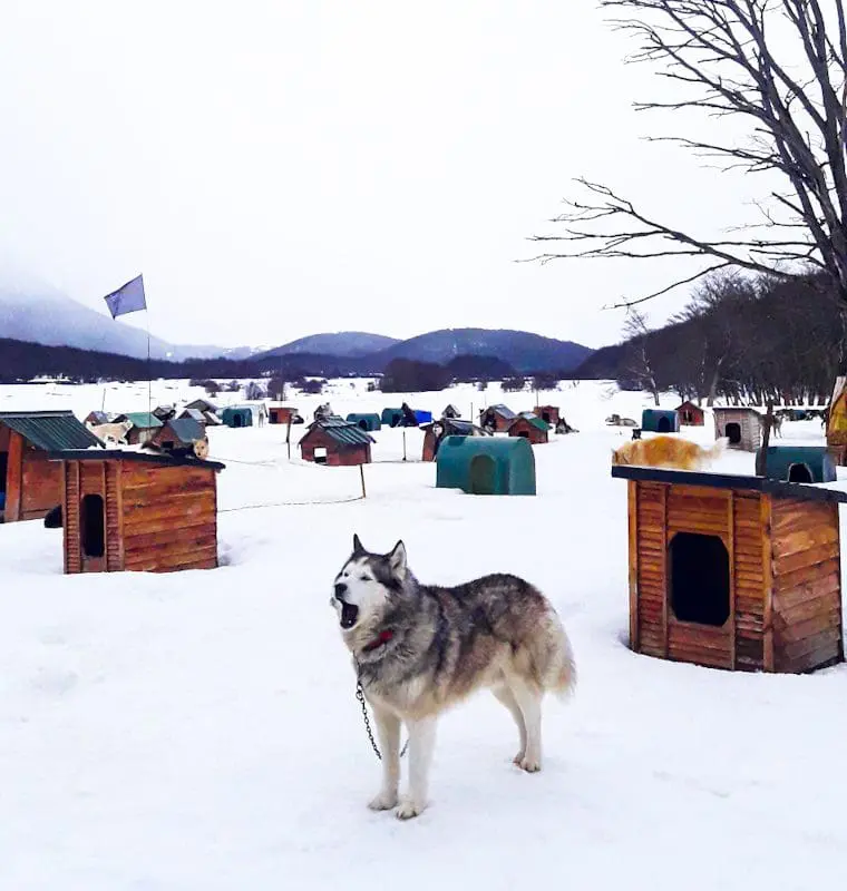 Siberianos de Fuego em Ushuaia (foto: Thiago Mendes)