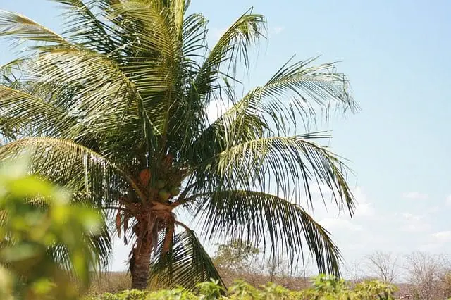 Aracaju