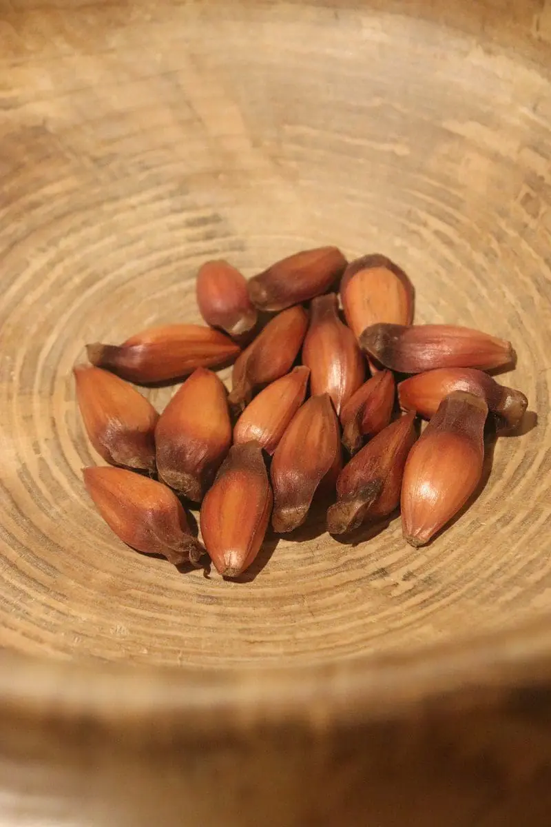 Festival Gastronômico do Pinhão