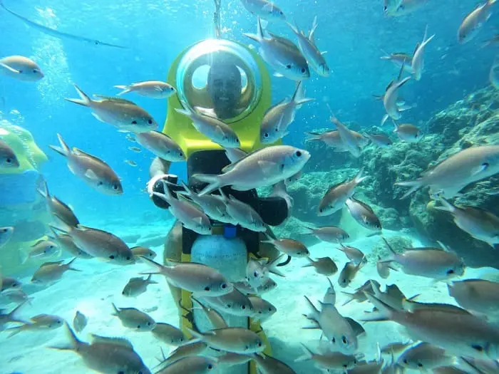 Destino Curaçao: Experiência Aquafari