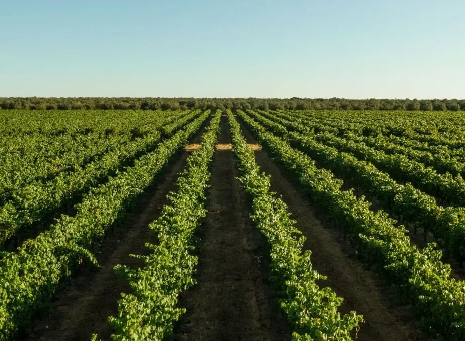 Na experiência também é possível participar da tradicional pisa das uvas