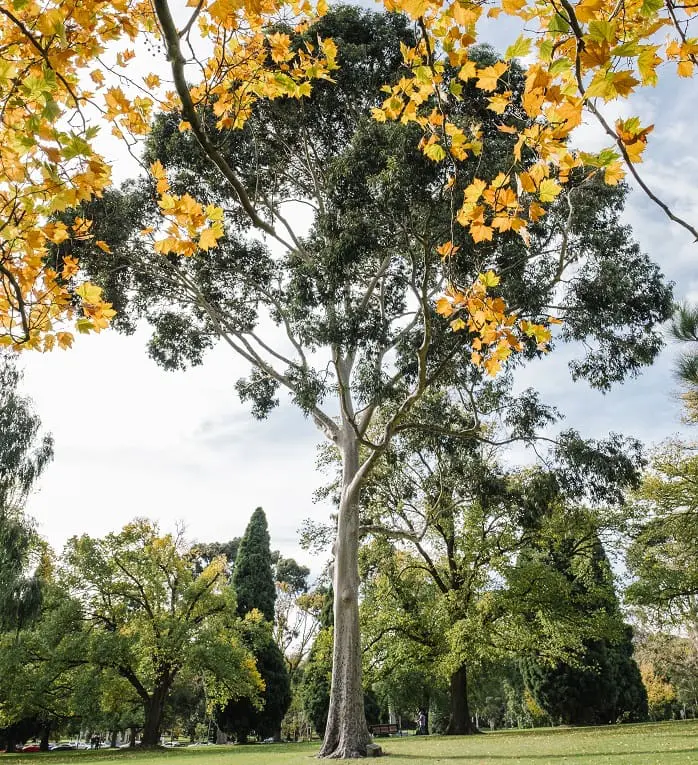 Plantar uma árvore pode ajuda a diminuir as emissões de CO2, pois as árvores "sequestram" o carbono