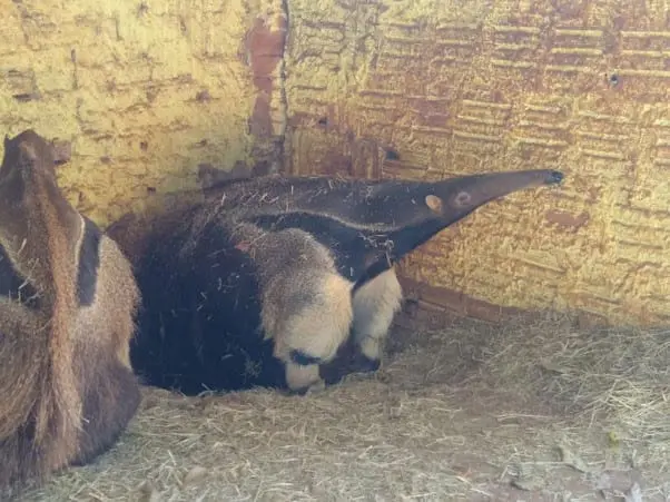 Animal estava sob os cuidados dos profissionais do Zoológico Municipal de Catanduva, no interior de São Paulo, e foi transportado para Porto Alegre, de onde será encaminhado ao Zoológico de Sapucaia do Sul (RS) para conservação e reprodução da espécie (Imagem: Divulgação Zoológico de Catanduva)