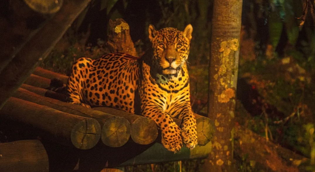 Passeio Noturno - Noite Animal no Zoo de SP - Foto - Carlos Nader