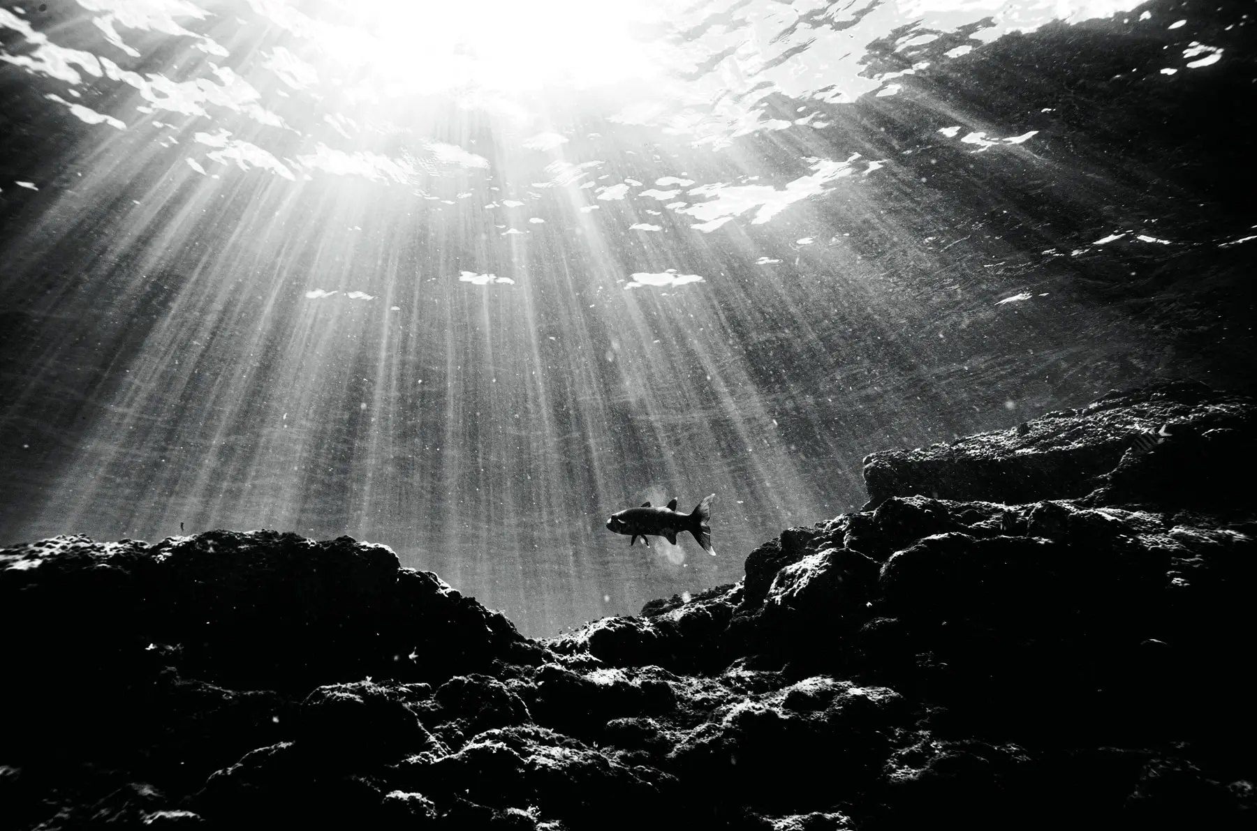 Um peixe da espécie Barracudas fotografado em Fernando de Noronha para o livro - Créditos: Ricardo Martins | Litoral Brasileiro