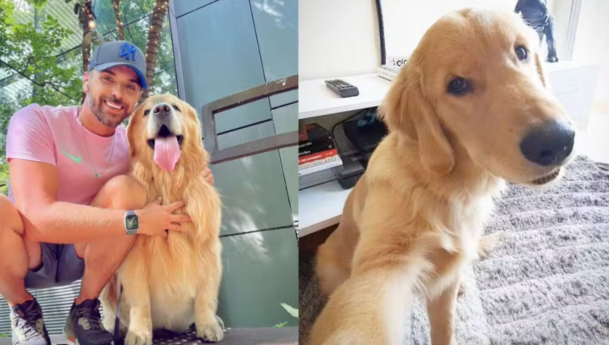 Cachorro Joca, que morreu em voo da Gol