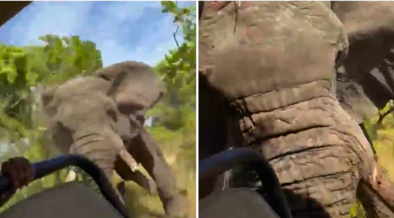 Elefante ataca turistas em Zâmbia - Foto: Reprodução/ Rede Sociais / Uol