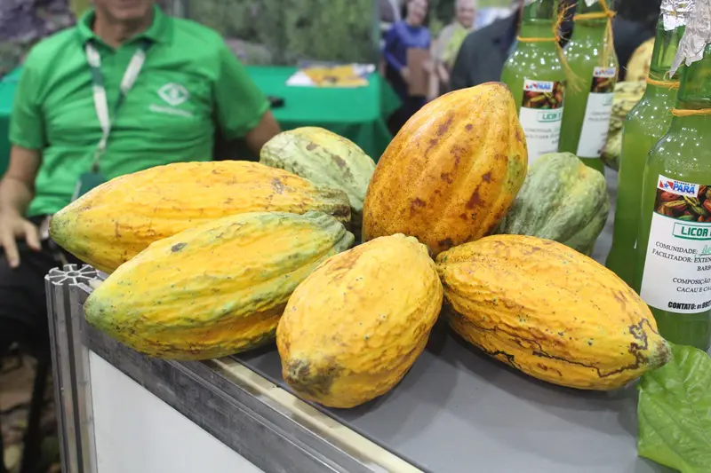 Chocolat Xingu 2024