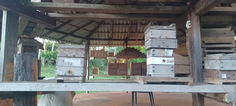 Abelha Cacau